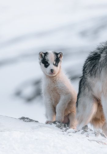 Обои 1640x2360 Гренландия, щенок, снег