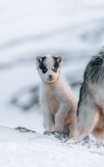 Обои 1752x2800 Гренландия, щенок, снег