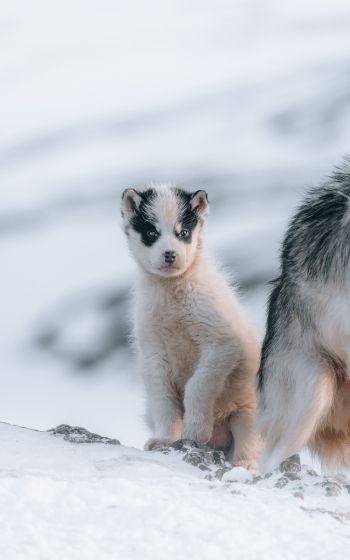 Обои 1600x2560 Гренландия, щенок, снег