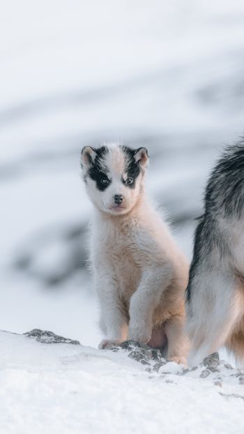 Обои 750x1334 Гренландия, щенок, снег