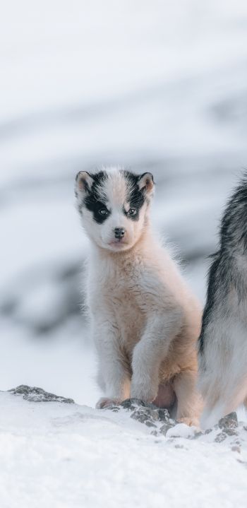 Обои 1440x2960 Гренландия, щенок, снег