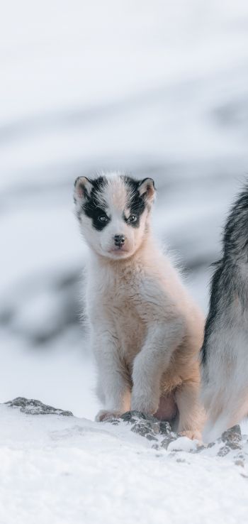 Обои 720x1520 Гренландия, щенок, снег