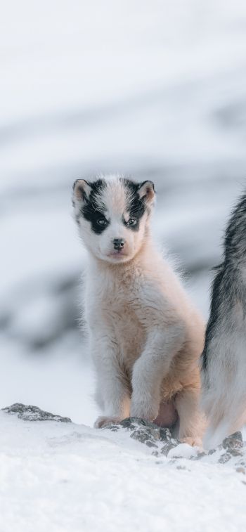 Обои 828x1792 Гренландия, щенок, снег