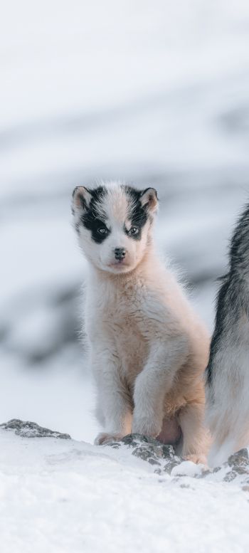 Обои 1440x3200 Гренландия, щенок, снег