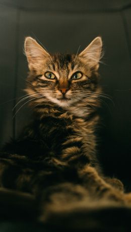 cat, smile, look Wallpaper 640x1136