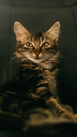 cat, smile, look Wallpaper 1440x2560