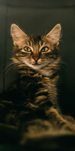 cat, smile, look Wallpaper 720x1440