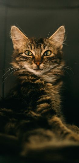 cat, smile, look Wallpaper 1440x2960