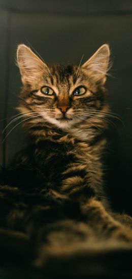 cat, smile, look Wallpaper 1080x2280