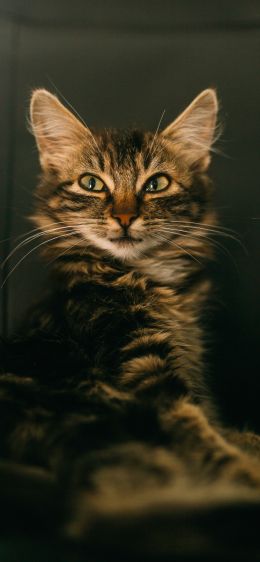 cat, smile, look Wallpaper 1284x2778