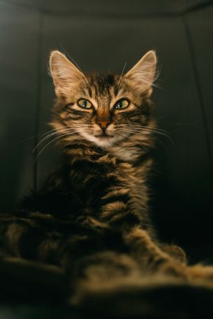 cat, smile, look Wallpaper 640x960