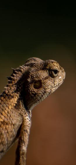 lizard, look, reptile Wallpaper 1080x2340