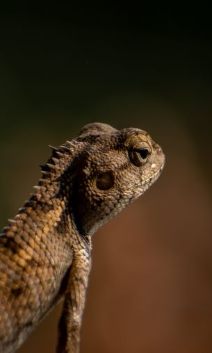 lizard, look, reptile Wallpaper 1200x2000