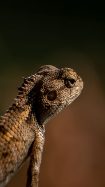 lizard, look, reptile Wallpaper 640x1136