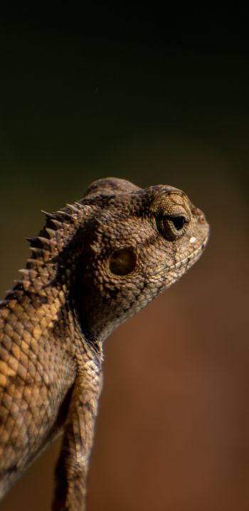 lizard, look, reptile Wallpaper 1080x2220