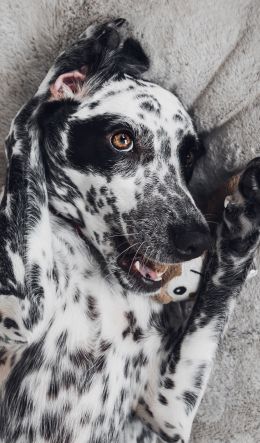 dog, spots, чб Wallpaper 600x1024