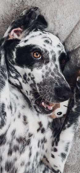 dog, spots, чб Wallpaper 828x1792