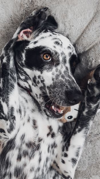 dog, spots, чб Wallpaper 640x1136
