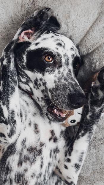 dog, spots, чб Wallpaper 1440x2560