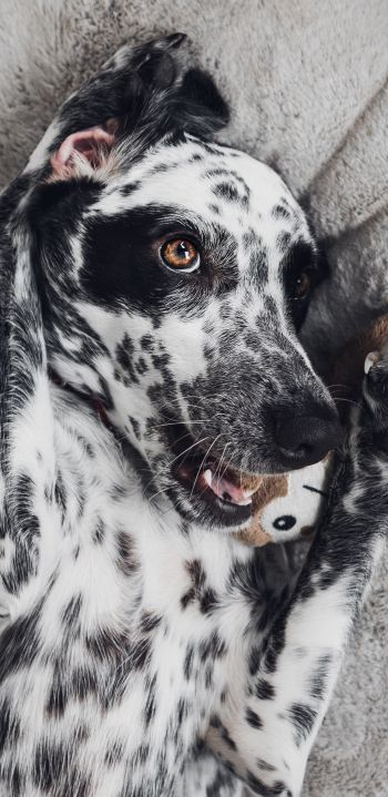 dog, spots, чб Wallpaper 1440x2960