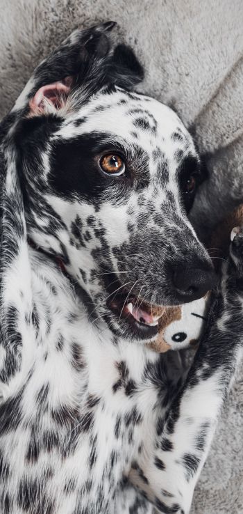 dog, spots, чб Wallpaper 1080x2280