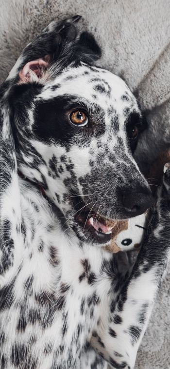 dog, spots, чб Wallpaper 828x1792