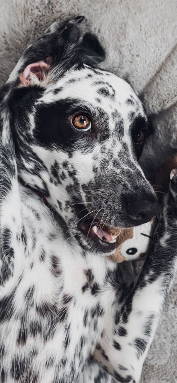 dog, spots, чб Wallpaper 1080x2340
