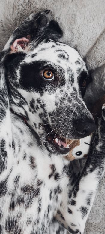 dog, spots, чб Wallpaper 1440x3200
