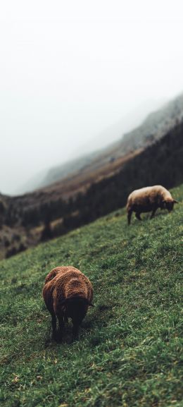 Обои 720x1600 овцы, пастбище, склон