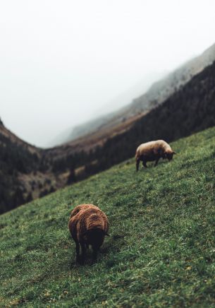 sheep, pasture, slope Wallpaper 1668x2388