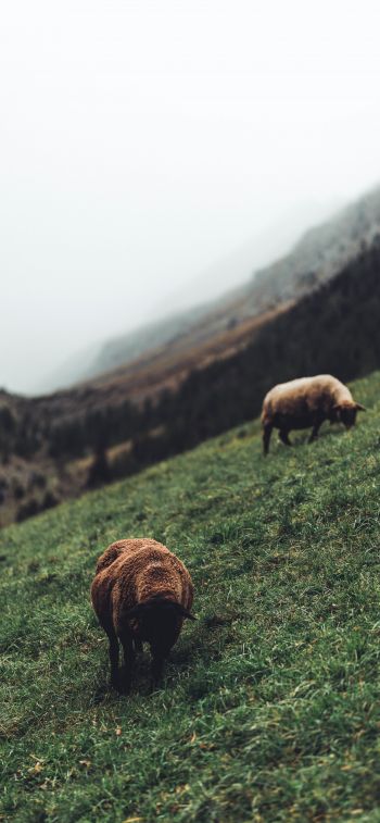 sheep, pasture, slope Wallpaper 1242x2688
