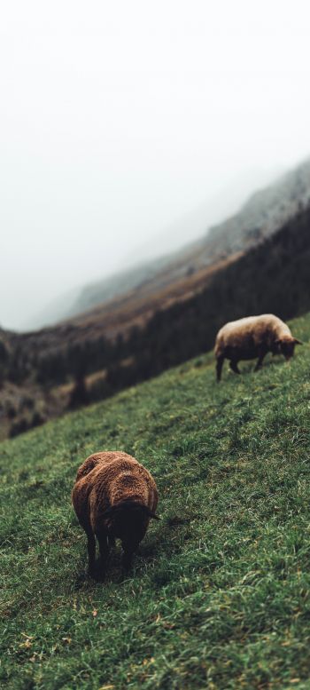 sheep, pasture, slope Wallpaper 1080x2400