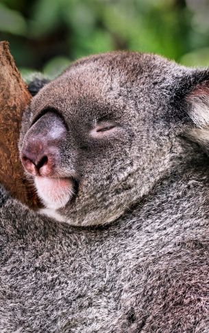 Обои 1752x2800 коала, спит, отдых