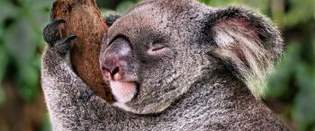 Обои 3440x1440 коала, спит, отдых