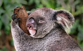koala, is sleeping, rest Wallpaper 1920x1200