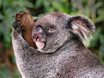 Обои 1024x768 коала, спит, отдых