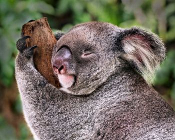Обои 1280x1024 коала, спит, отдых