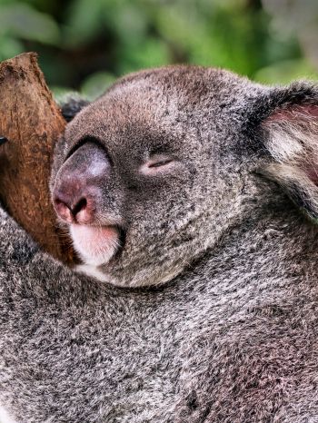Обои 1620x2160 коала, спит, отдых