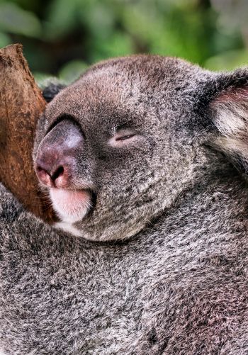 Обои 1668x2388 коала, спит, отдых