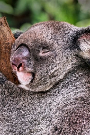 Обои 640x960 коала, спит, отдых