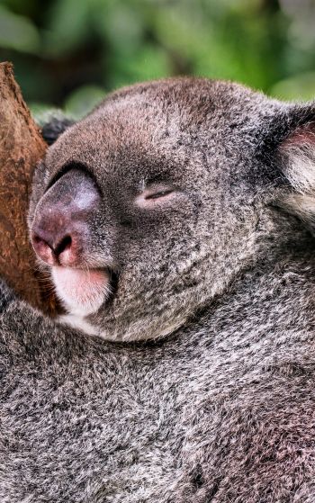 Обои 1752x2800 коала, спит, отдых