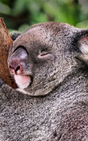 koala, is sleeping, rest Wallpaper 800x1280