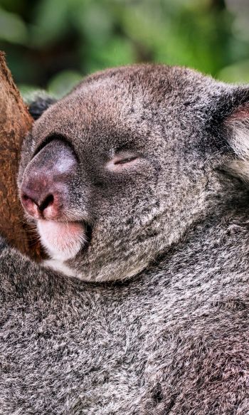 koala, is sleeping, rest Wallpaper 1200x2000