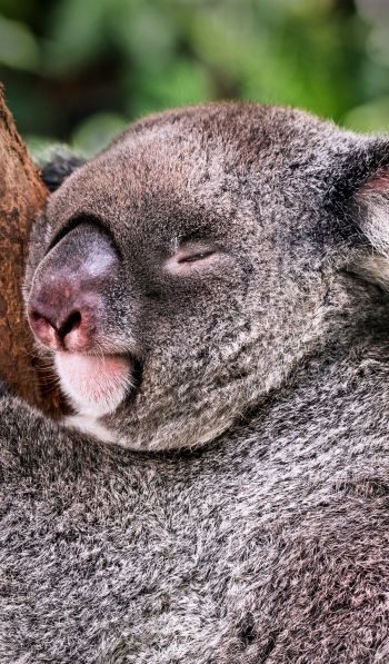 koala, is sleeping, rest Wallpaper 600x1024