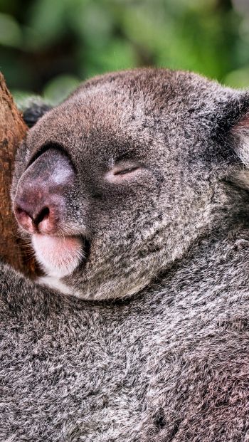 Обои 640x1136 коала, спит, отдых