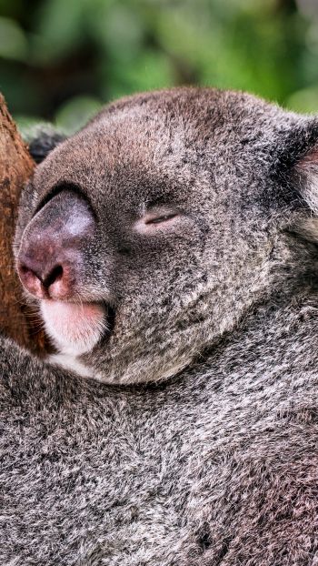 Обои 720x1280 коала, спит, отдых