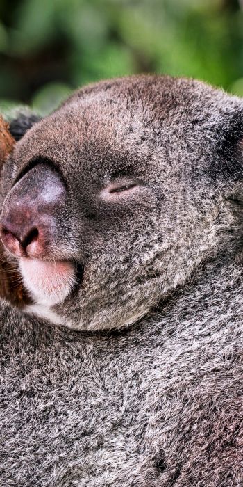 koala, is sleeping, rest Wallpaper 720x1440