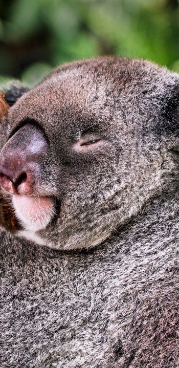 koala, is sleeping, rest Wallpaper 1080x2220