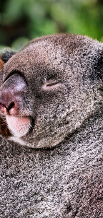 Обои 1080x2280 коала, спит, отдых