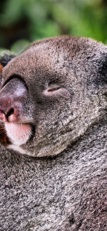 koala, is sleeping, rest Wallpaper 1125x2436